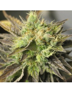 SAGARMATHA - Strawberry D-Lite - 1