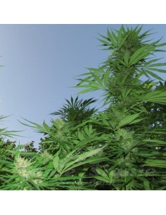 FEMALE SEEDS - Outdoor Grapefruit - 1 2