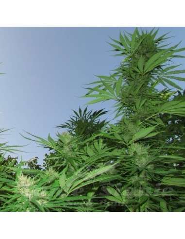 FEMALE SEEDS - Outdoor Grapefruit - 2