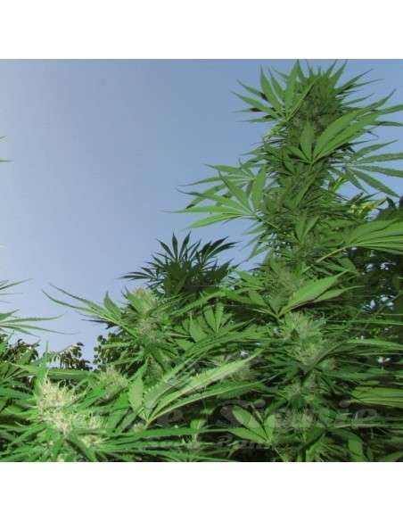 FEMALE SEEDS - Outdoor Grapefruit - 2