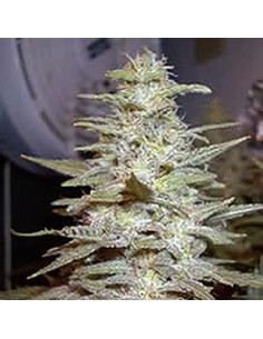 SAGARMATHA - Wonderberry - 1