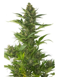 DINAFEM - Amnesia XXL Auto - 1