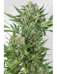 DINAFEM - Amnesia XXL Auto - 1 2