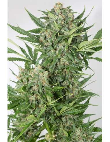 DINAFEM - Amnesia XXL Auto - 2
