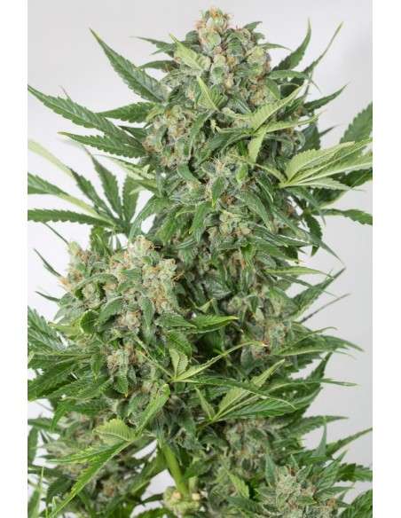 DINAFEM - Amnesia XXL Auto - 2