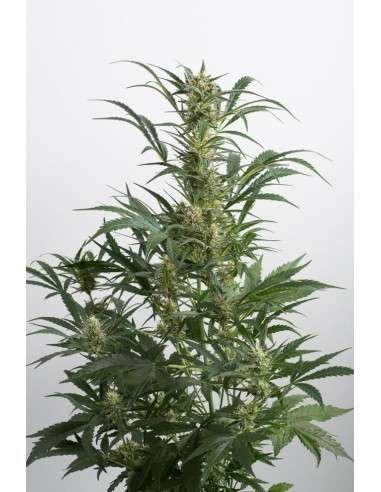 DINAFEM - Amnesia XXL Auto - 3