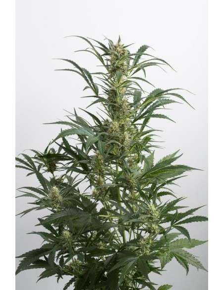 DINAFEM - Amnesia XXL Auto - 3