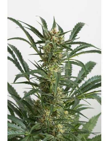 DINAFEM - Amnesia XXL Auto - 4