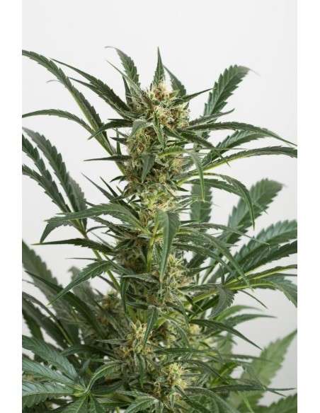 DINAFEM - Amnesia XXL Auto - 4