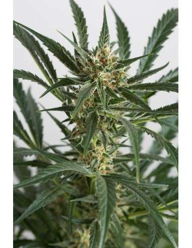 DINAFEM - Amnesia XXL Auto - 5