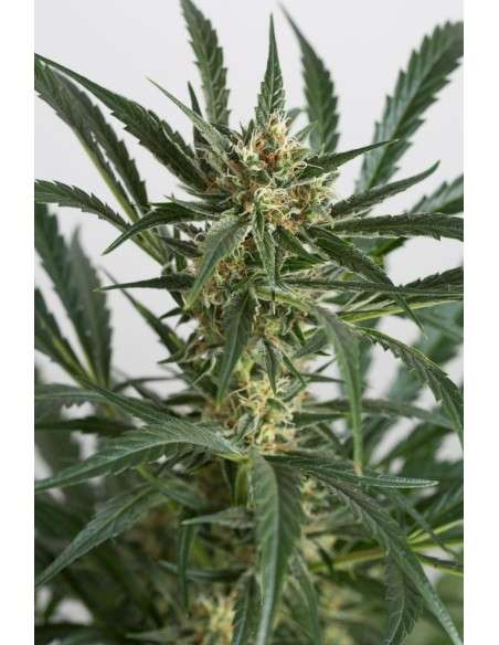 DINAFEM - Amnesia XXL Auto - 5