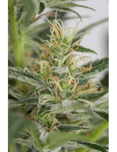 DINAFEM - Amnesia XXL Auto - 6