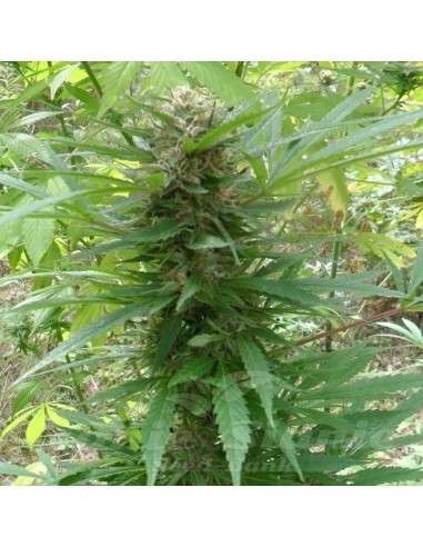 FEMALE SEEDS - Outdoor Grapefruit - 3