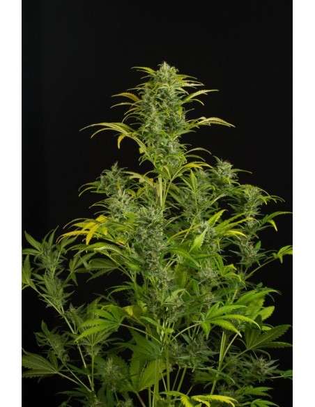 DINAFEM - Blue Amnesia XXL Auto - 1