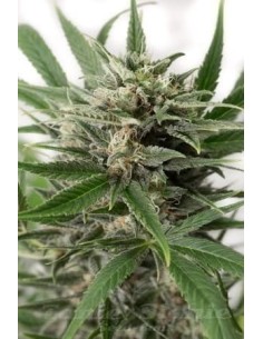 DINAFEM - Blue Amnesia XXL Auto - 1 2