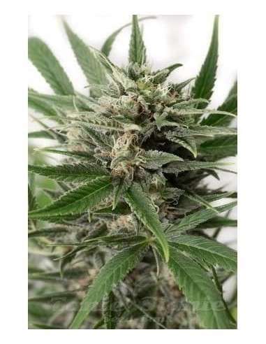 DINAFEM - Blue Amnesia XXL Auto - 2