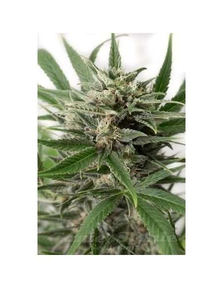 DINAFEM - Blue Amnesia XXL Auto - 2