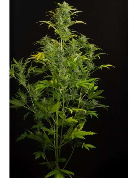 DINAFEM - Blue Amnesia XXL Auto - 3