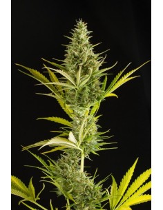 DINAFEM - Cheese XXL Auto - 1