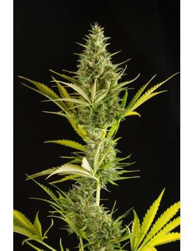 DINAFEM - Cheese XXL Auto - 1