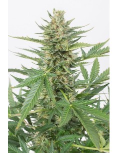 DINAFEM - Cheese XXL Auto - 1 2
