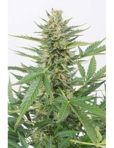 DINAFEM - Cheese XXL Auto - 2