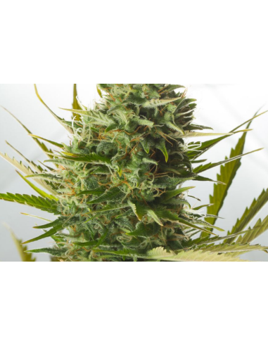 DINAFEM - Cheese XXL Auto - 3