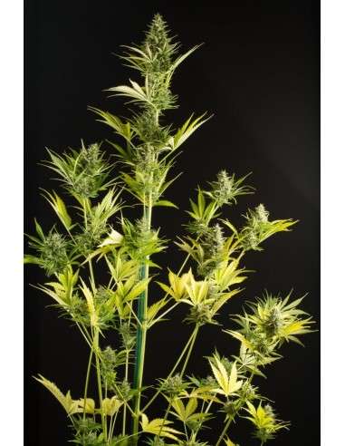 DINAFEM - Cheese XXL Auto - 4