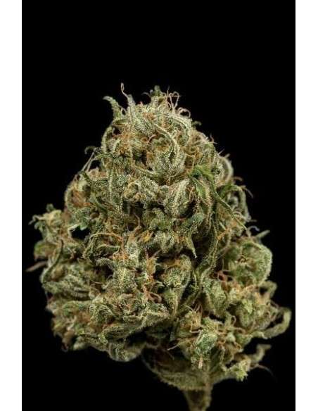 DINAFEM - Cheese XXL Auto - 5