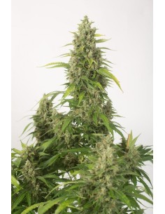 DINAFEM - Haze XXL Auto - 1