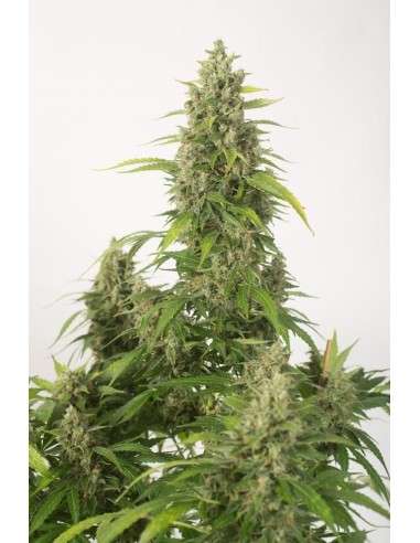 DINAFEM - Haze XXL Auto - 1