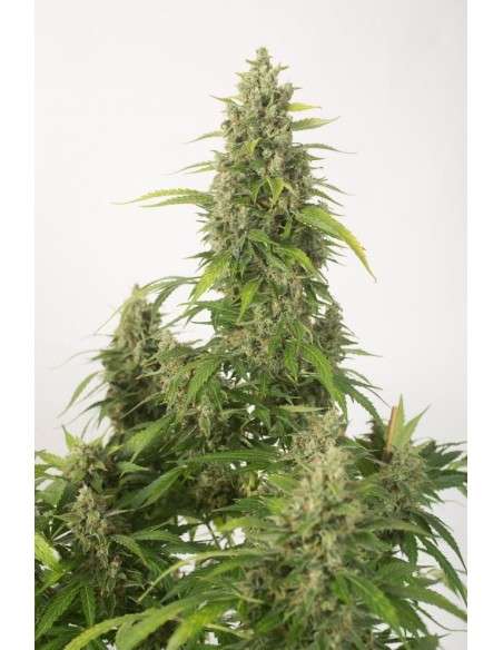DINAFEM - Haze XXL Auto - 1