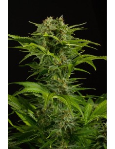 DINAFEM - Haze XXL Auto - 1 2