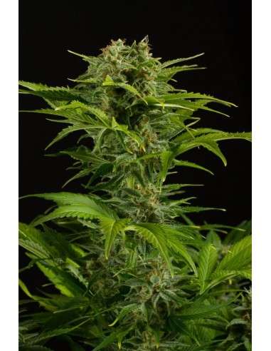DINAFEM - Haze XXL Auto - 2