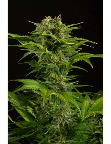 DINAFEM - Haze XXL Auto - 2