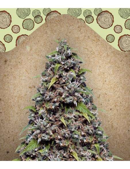 FEMALE SEEDS - Pure AK - 1