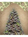 FEMALE SEEDS - Pure AK - 1