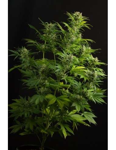 DINAFEM - Haze XXL Auto - 3