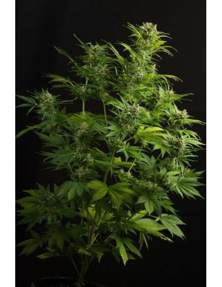 DINAFEM - Haze XXL Auto - 3