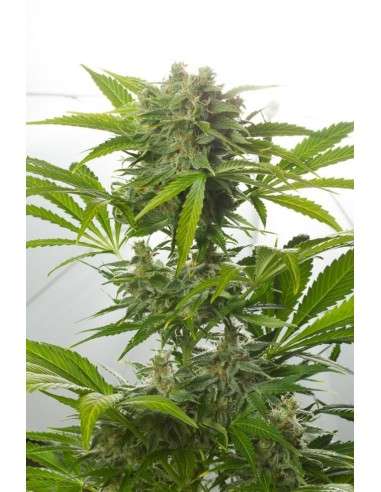 DINAFEM - Haze XXL Auto - 4