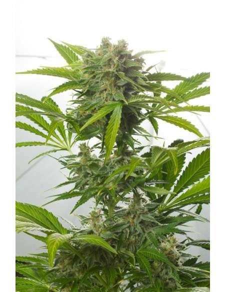 DINAFEM - Haze XXL Auto - 4