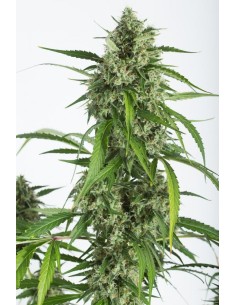 DINAFEM - White Widow XXL Autoflowering - 1
