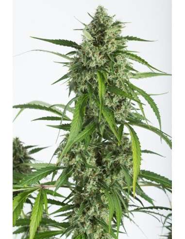 DINAFEM - White Widow XXL Autoflowering - 1