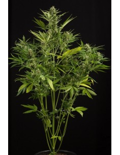 DINAFEM - White Widow XXL Autoflowering - 1 2