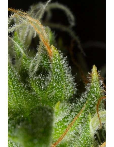 DINAFEM - White Widow XXL Autoflowering - 3