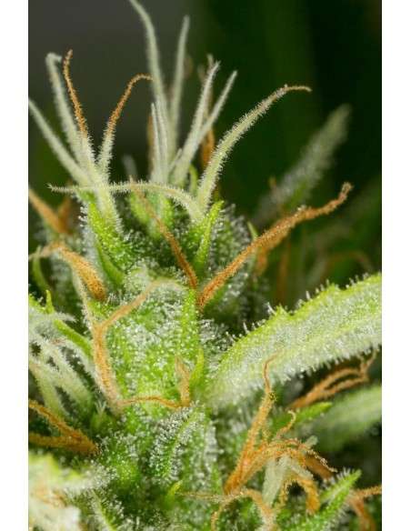 DINAFEM - White Widow XXL Autoflowering - 4
