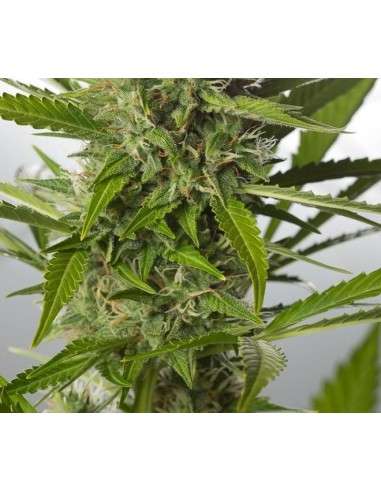DINAFEM - White Widow XXL Autoflowering - 5