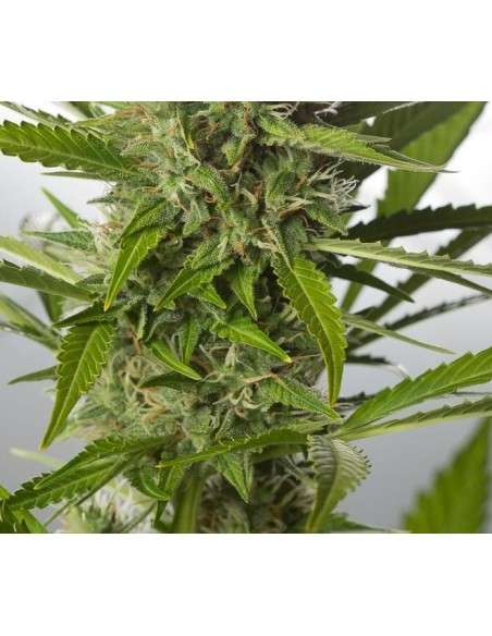 DINAFEM - White Widow XXL Autoflowering - 5