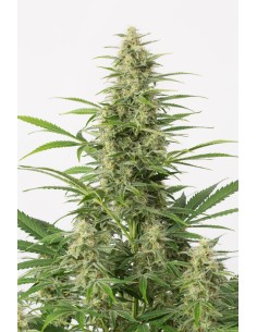 DINAFEM - Sour Diesel Autoflowering - 1