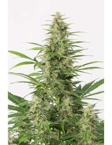 DINAFEM - Sour Diesel Autoflowering - 1